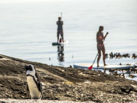 Cape Town Adventure Day Tours - SUP and Hike