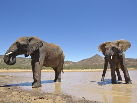 Cape Town Horseback or Quadbike Safari - elephants 