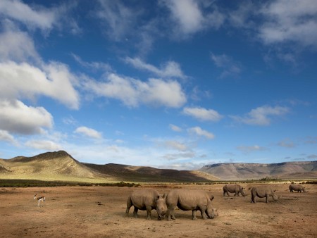 Horseback or Quadbike Safari Cape Town- Rhino