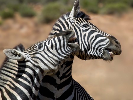 Big 5 Horseback or Quadbike Safari, Cape Town- Cheetah