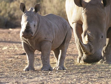 Aquila Game Reserve, lodge accommodation 
