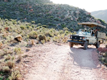Day Safari Tour - Lions
