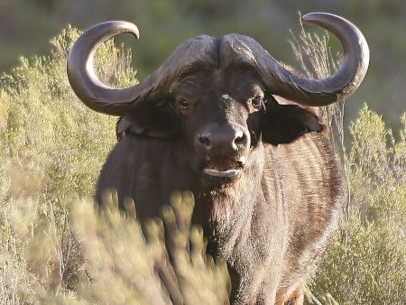 Day safari game drive- buffalo