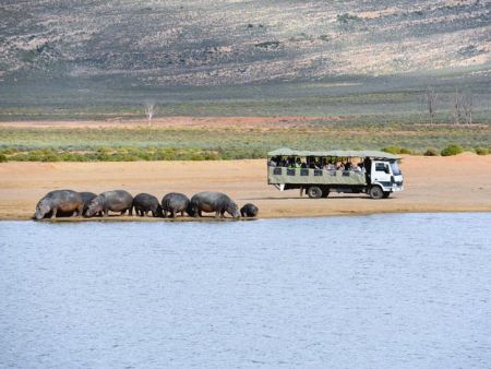 Cape Town Day Safari Tour - lions